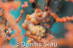 Pygmy taken at Lembeh Straits by Dennis Siau 
